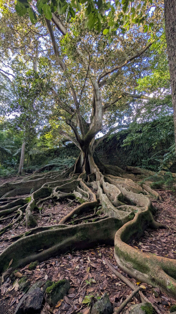 Australian Banyan tree