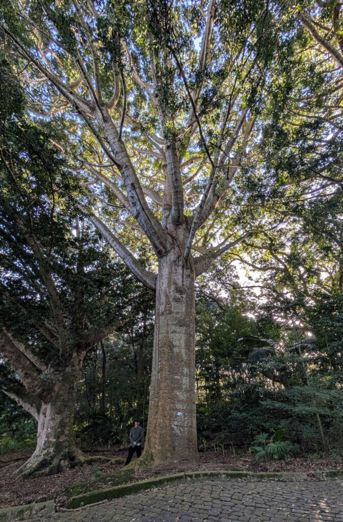 Kauai tree in New Zealand
