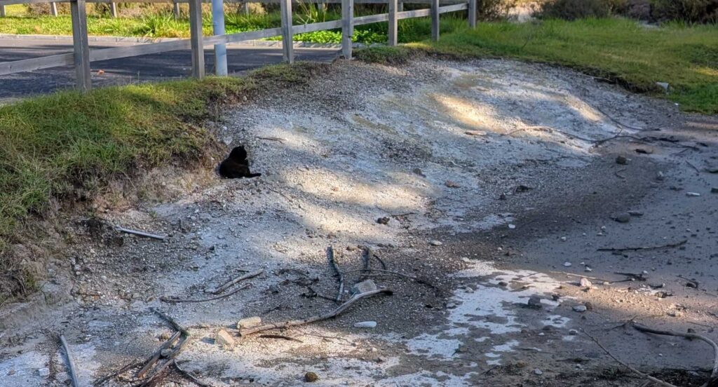 A cat lounging nearby a sulphur field.