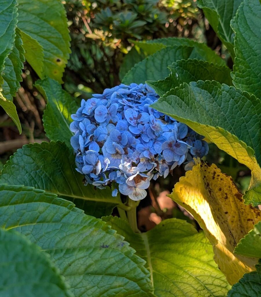 Hydrangea bush.