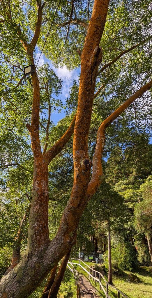 Sulphur-covered trees.
