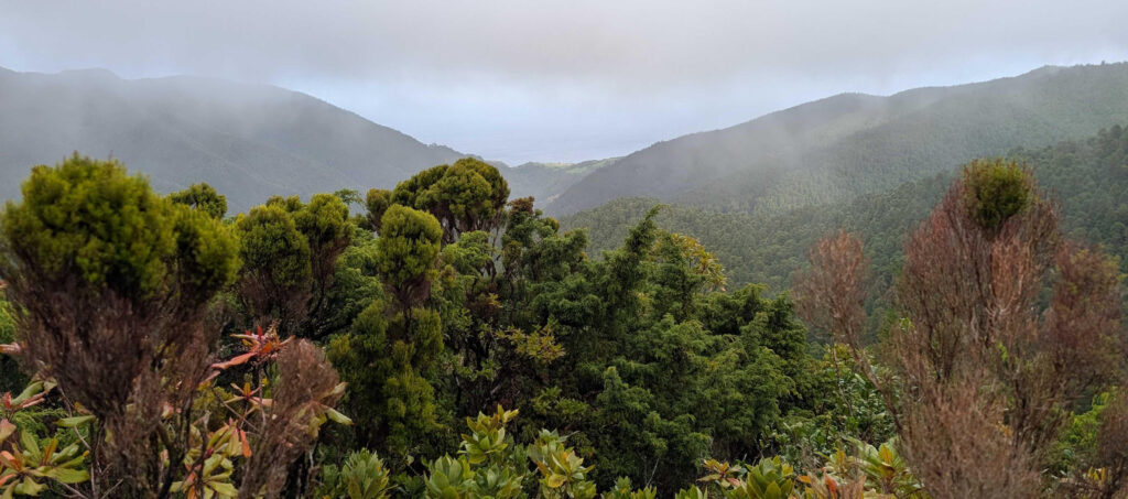 A view of a foggy forested area from high up.
