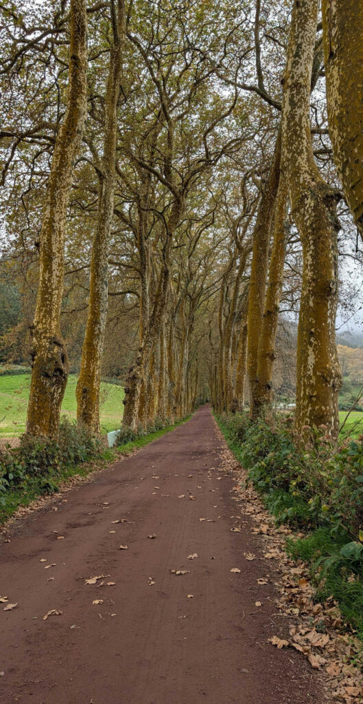 A narrow dirt road bounded by large Sycamore trees.