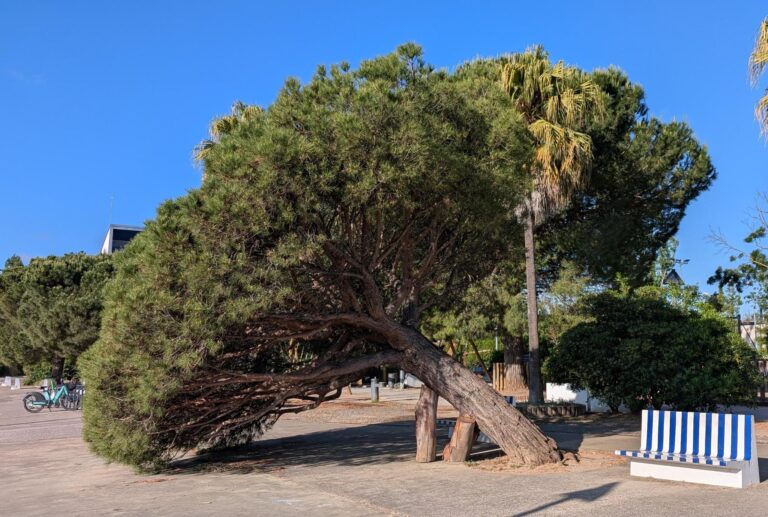 A large tree growing at a 45 degree angle, the trunk supported by posts.